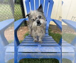 Small Mutt