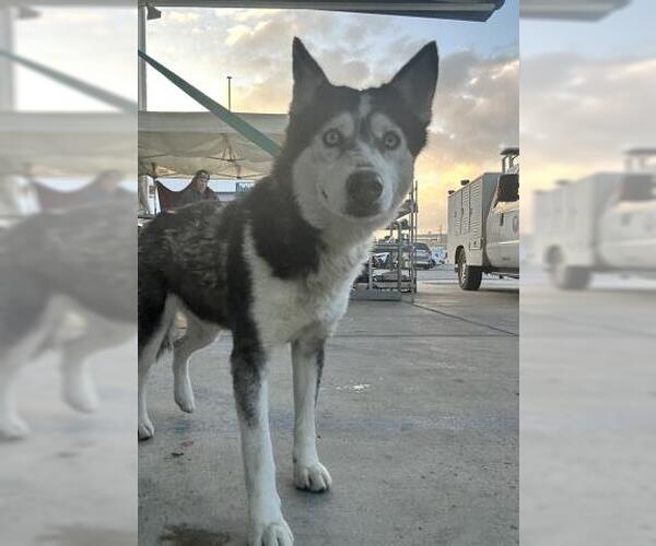 Medium Photo #1 Siberian Husky Puppy For Sale in Bakersfield, CA, USA