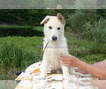 Small #5 German Shepherd Dog