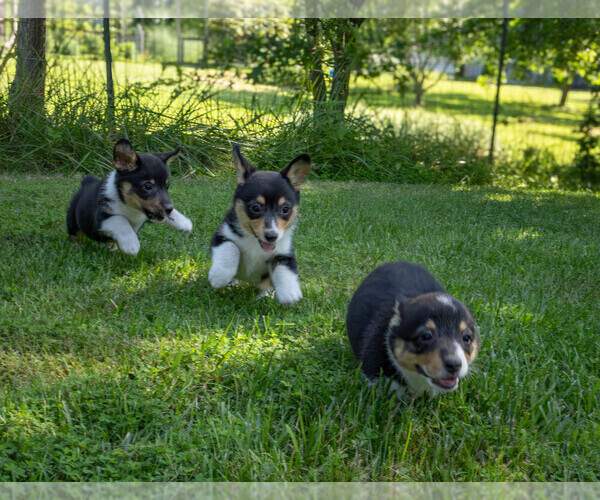 Medium Photo #11 Pembroke Welsh Corgi Puppy For Sale in NEW DOUGLAS, IL, USA