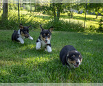 Small #10 Pembroke Welsh Corgi