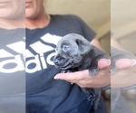 Small Photo #5 Labrador Retriever Puppy For Sale in PEYTON, CO, USA