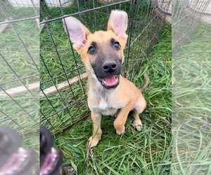German Shepherd Dog-Unknown Mix Dogs for adoption in MIDWAY, UT, USA