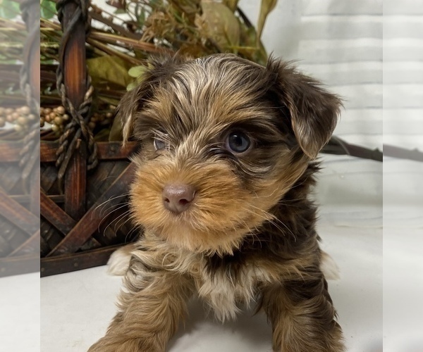 Medium Photo #3 Shorkie Tzu Puppy For Sale in SELLERSBURG, IN, USA
