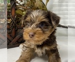 Small #2 Shorkie Tzu