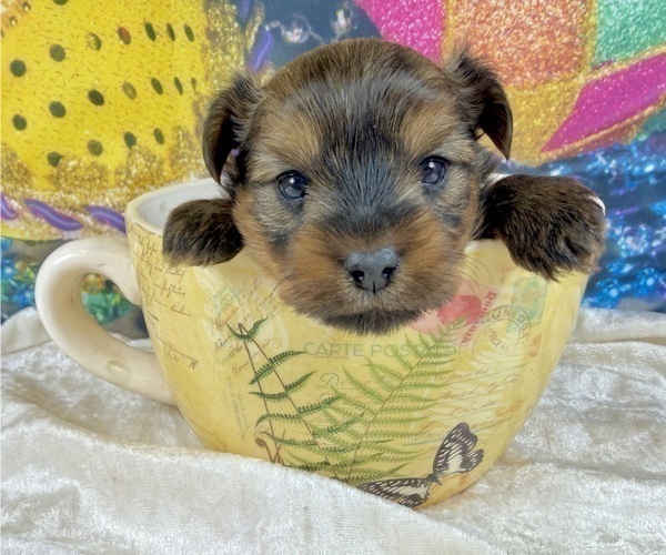 Medium Photo #2 Morkie Puppy For Sale in CASSVILLE, MO, USA