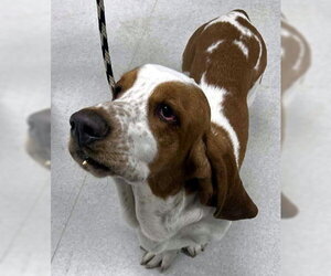 COPPER - Male Basset Hound Dog for Adoption - Photo #3