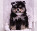 Small #1 Pomeranian