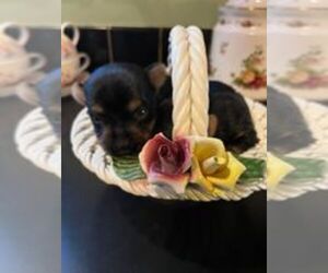 Yorkshire Terrier Puppy for sale in AUGUSTA, GA, USA
