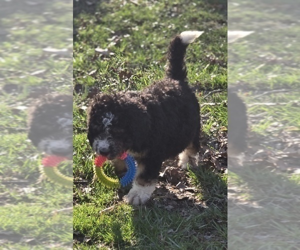 Medium Photo #12 Bernedoodle Puppy For Sale in GREENWOOD, IN, USA
