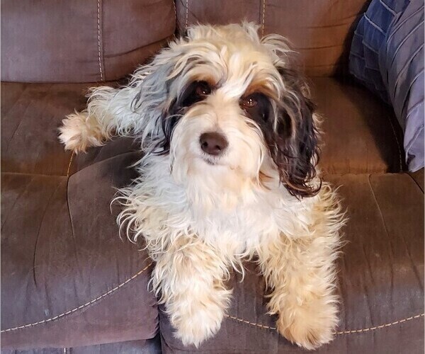 Medium Photo #1 Bernedoodle (Miniature) Puppy For Sale in LEETONIA, OH, USA