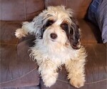 Small Photo #1 Bernedoodle (Miniature) Puppy For Sale in LEETONIA, OH, USA