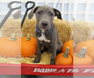 Labrador Retriever-Unknown Mix Dogs for adoption in Mt. Laurel, NJ, USA