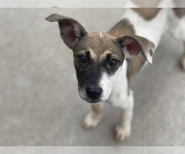 Medium Photo #1 American Pit Bull Terrier-Unknown Mix Puppy For Sale in Tulsa, OK, USA