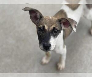 American Pit Bull Terrier-Unknown Mix Dogs for adoption in Tulsa, OK, USA