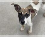 Small American Pit Bull Terrier Mix