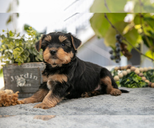Medium Shorkie Tzu