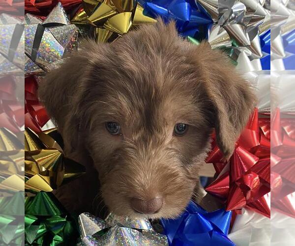 Medium Photo #3 Australian Kelpie-Unknown Mix Puppy For Sale in San Diego, CA, USA