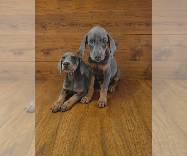 Medium Photo #2 Doberman Pinscher Puppy For Sale in KELLYTON, AL, USA