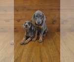 Small #1 Doberman Pinscher