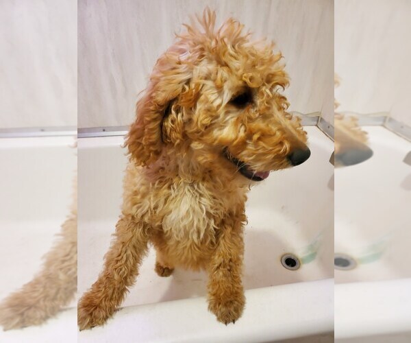 Medium Photo #5 Goldendoodle Puppy For Sale in LIZELLA, GA, USA