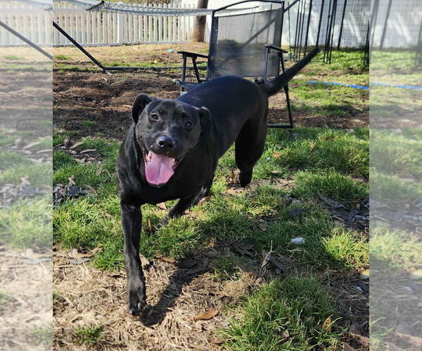 Medium Photo #1 Mutt Puppy For Sale in Rockaway, NJ, USA