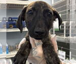 Small #1 Catahoula Leopard Dog Mix