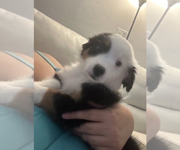 Medium Photo #13 Miniature Australian Shepherd Puppy For Sale in LAKELAND, FL, USA