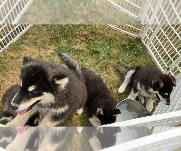 Medium Photo #1 Alaskan Malamute-Greenland Dog Mix Puppy For Sale in SOLON SPRINGS, WI, USA