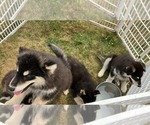 Small Alaskan Malamute-Greenland Dog Mix