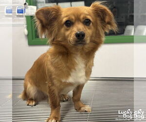 Pomeranian-Unknown Mix Dogs for adoption in Washington, DC, USA