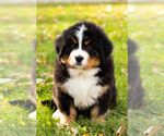 Small #1 Bernese Mountain Dog