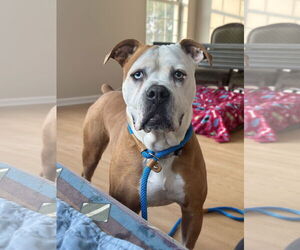 Violet Beauregarde Lonestar - Female Boxer-Unknown Mix Dog for Adoption - Photo #2