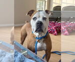 Small #1 Boxer Mix