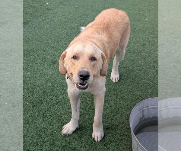 Medium Photo #2 Labrador Retriever-Unknown Mix Puppy For Sale in Rockwall, TX, USA