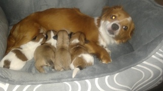 Mother of the Havallon puppies born on 04/30/2017