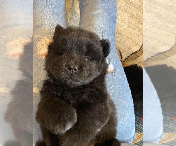 Medium Photo #2 Chow Chow Puppy For Sale in MCHENRY, IL, USA