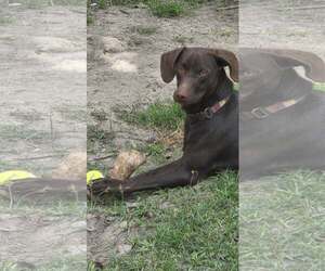 Labrador Retriever-Unknown Mix Dogs for adoption in Oakhurst, NJ, USA