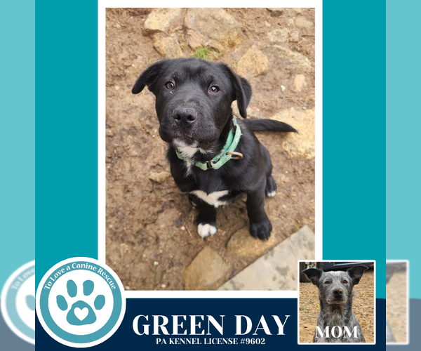 Medium Photo #13 Border Collie-Unknown Mix Puppy For Sale in Kimberton, PA, USA