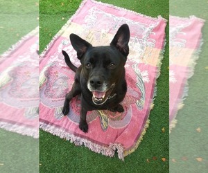 Sadie - Female Labrador Retriever-Unknown Mix Dog for Adoption - Photo #33