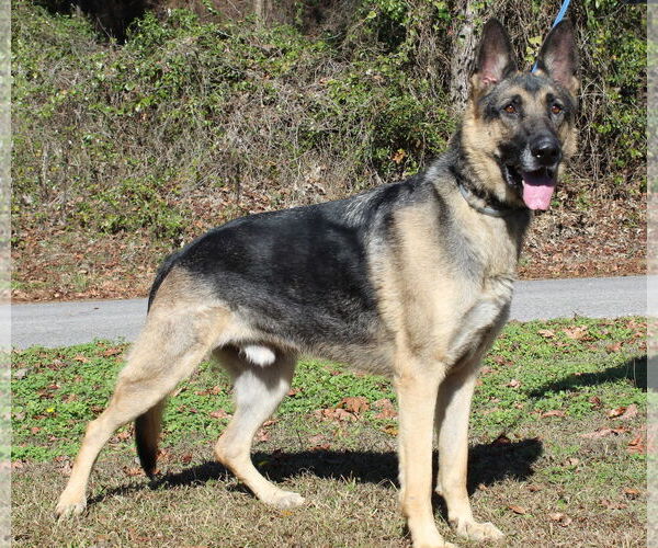 Medium Photo #4 German Shepherd Dog Puppy For Sale in Prattville, AL, USA