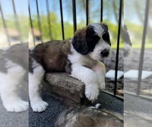 Saint Berdoodle Puppy for sale in ELK RIVER, MN, USA