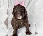 Image preview for Ad Listing. Nickname: Litter of 3