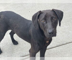 Plott Hound-Unknown Mix Dogs for adoption in Tulsa, OK, USA