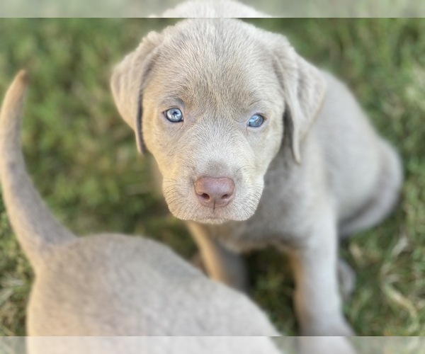 Medium Photo #1 Labrador Retriever Puppy For Sale in BULVERDE, TX, USA