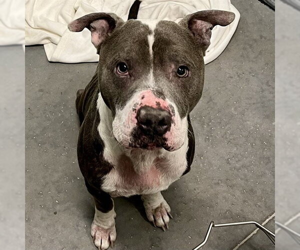 Medium Photo #1 American Bulldog Puppy For Sale in Tavares, FL, USA