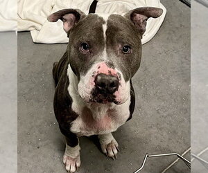 American Bulldog Dogs for adoption in Tavares, FL, USA