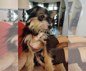 Mutt Dogs for adoption in St. Louis Park, MN, USA