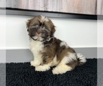 Small #3 Shih Tzu