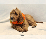 Small Photo #3 Goldendoodle Puppy For Sale in PRESCOTT VALLEY, AZ, USA